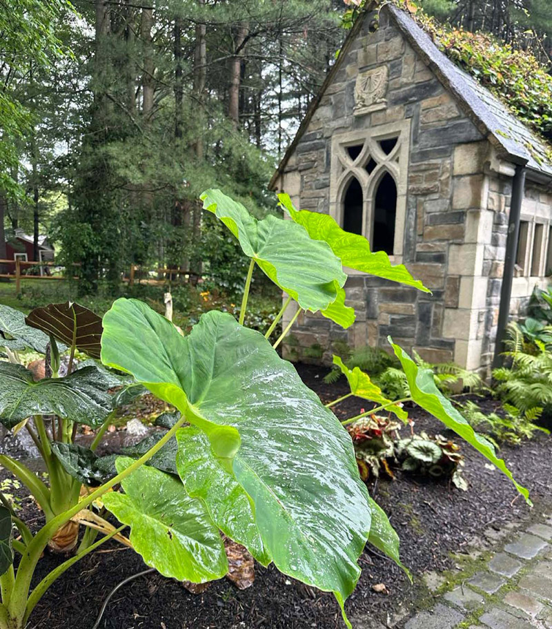 Hippley gallery plantings