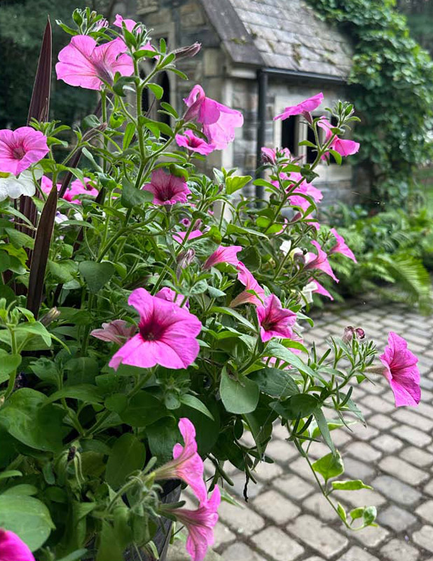 Hippley gallery plantings